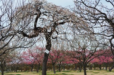 🌸 칸자키 녹지 (칸자키 료쿠치)